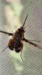 Bombylius discolor