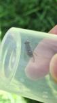 Syrphus ribesii