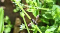 Paragus pecchiolii