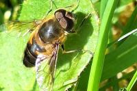 Eristalis similis