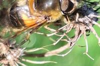 Eristalis similis