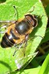 Eristalis similis