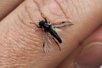 Bibio reticulatus