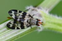 Otites centralis