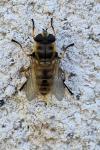 Myathropa florea