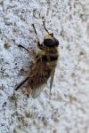Myathropa florea