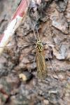 Nephrotoma appendiculata