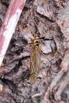 Nephrotoma appendiculata