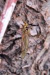 Nephrotoma appendiculata