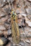 Nephrotoma appendiculata