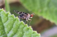 Trypetoptera punctulata