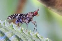 Trypetoptera punctulata