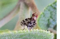 Trypetoptera punctulata