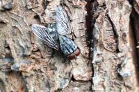 Muscina