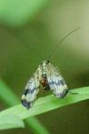 Panorpa communis