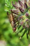 Dorycera graminum
