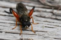 Chalcosyrphus femoratus