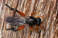 Chalcosyrphus femoratus