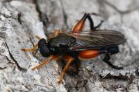 Chalcosyrphus femoratus