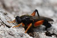 Chalcosyrphus femoratus