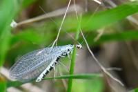 Chrysopa perla