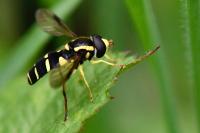 Philhelius pedissequus
