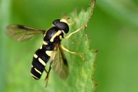 Philhelius pedissequus