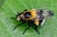 Volucella bombylans