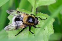 Volucella bombylans