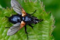 Zophomyia temula