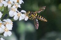 Sphaerophoria scripta
