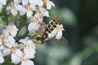 Sphaerophoria scripta