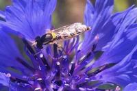 Sphaerophoria scripta