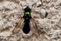Chloromyia formosa