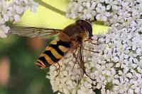 Syrphus ribesii