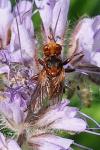 Sicus ferrugineus