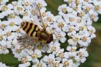 Syrphus ribesii