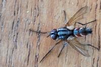 Eriothrix rufomaculata