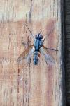 Eriothrix rufomaculata