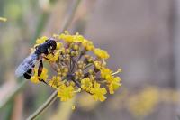 Syritta pipiens