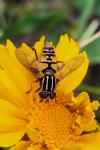 Helophilus pendulus