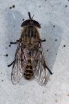 Tabanus bromius
