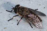 Tabanus bromius