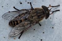 Tabanus bromius