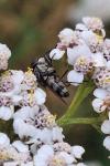 Stomorhina lunata