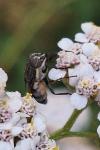 Stomorhina lunata