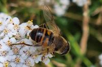 Eristalis tenax
