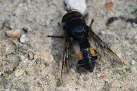 Hybomitra bimaculata