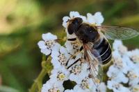 Eristalis nemorum