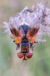 Ectophasia crassipennis